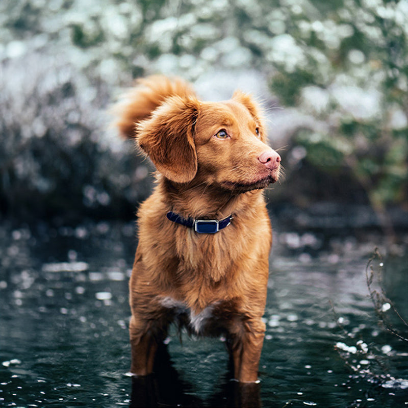 G12 Smart GPS Pet Tracker Mini Waterproof Anti-Loss Device Dogs Cats Tracking