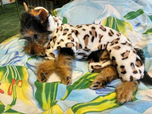 Leopard Print Fleece Dog Costume Warm Coral Fleece Outfit Small Dogs