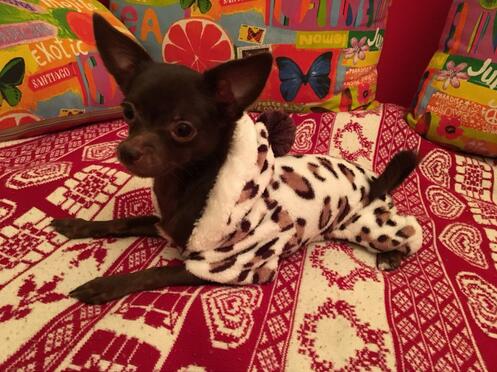 Leopard Print Fleece Dog Costume Warm Coral Fleece Outfit Small Dogs