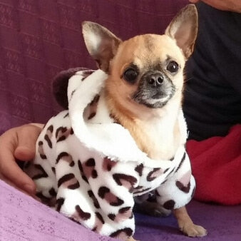 Leopard Print Fleece Dog Costume Warm Coral Fleece Outfit Small Dogs