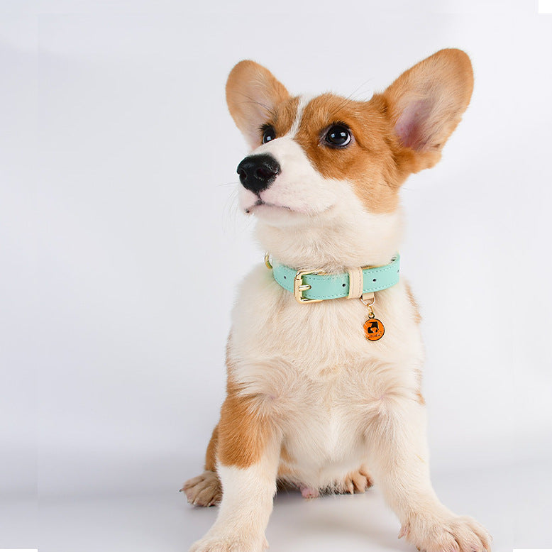 Genuine Leather Pet Dog Cat Collar Leash Dog Rope Chain Belt Pet Supplies