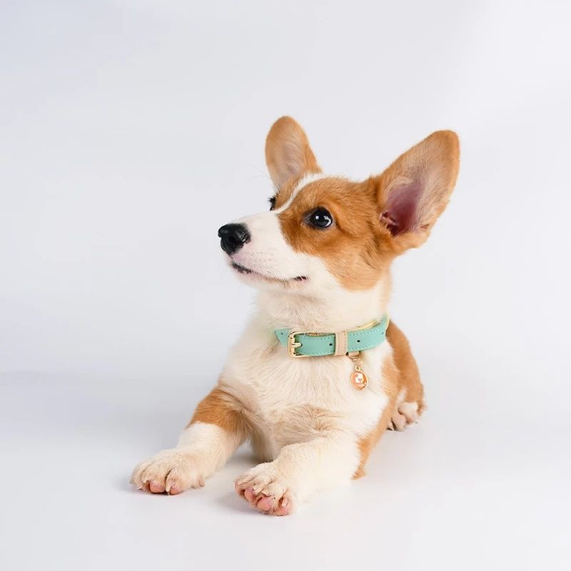 Genuine Leather Pet Dog Cat Collar Leash Dog Rope Chain Belt Pet Supplies